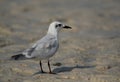 Gull-billed tern at Busaiteen coast, Bahrain Royalty Free Stock Photo