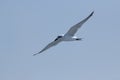 Gull-billed Tern in flight Royalty Free Stock Photo