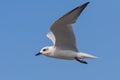 A Gull Billed Tern in Flight Royalty Free Stock Photo