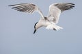 Gull Billed Tern In Flight Royalty Free Stock Photo