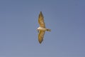 Gull Billed Tern or the Gelochelidon nilotica Royalty Free Stock Photo