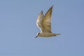 Gull Billed Tern or the Gelochelidon nilotica on blue sky background