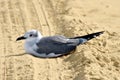 Gull-billed Tern Latin name Sterna nilotica Royalty Free Stock Photo