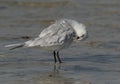 Gull-billed tern preening at Busaieen coast, Bahrain Royalty Free Stock Photo