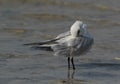 Gull-billed tern preening at Busaiteen coast, Bahrain Royalty Free Stock Photo