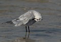 Gull-billed tern preening at Busaiteen coast, Bahrain Royalty Free Stock Photo