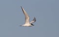 Gull-billed tern, Sterna nilotica Royalty Free Stock Photo