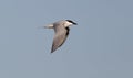 Gull-billed tern, Sterna nilotica Royalty Free Stock Photo