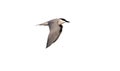 Gull-billed tern, Sterna nilotica Royalty Free Stock Photo