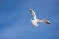 Gull bird on background of blue sky Royalty Free Stock Photo