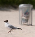 Gull bird on clean beach with trash bin Royalty Free Stock Photo