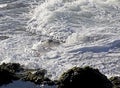 Gull bird flying over coast waves Royalty Free Stock Photo