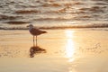 Gull bird hunting on the sea beach Royalty Free Stock Photo