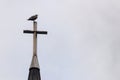 Gull bird perched on top of a church steeple cross Royalty Free Stock Photo