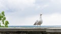 Gull bird postcard image picture Royalty Free Stock Photo