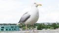 Gull bird postcard image picture Royalty Free Stock Photo