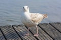 Gull bird sea ocean Royalty Free Stock Photo