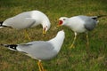 Gull Bird Stock Photo.  Gull birds trio in concert shouting, singing Royalty Free Stock Photo