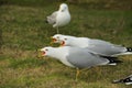 Gull Bird Stock Photo.  Gull birds trio in concert singing and shouting. Gull close-up profile Royalty Free Stock Photo