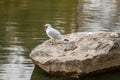 Gull bird on the water bank.