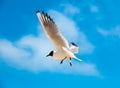 Gull Black headed Gull, Chroicocephalus ridibundus