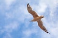 The gull in blue sky Royalty Free Stock Photo