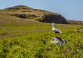 A gull calls to his flock from a rocky viewpoint on Skomer Island breeding ground for Atlantic Puffins Royalty Free Stock Photo