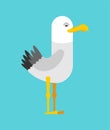 Gull cartoon isolated. seagull Sea bird vector illustration Royalty Free Stock Photo