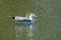 Gull Caught In Plastic Pollution