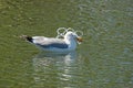 Gull Caught In Plastic Pollution Royalty Free Stock Photo