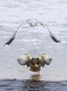 Gull chasing a duck