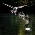 Osprey Vs. Gull III