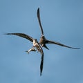 Osprey Vs. Gull IV