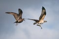 Osprey Vs. Gull V