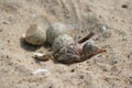 Gull chick Royalty Free Stock Photo