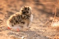 gull chick Royalty Free Stock Photo