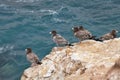 Gull chicks, Paracas - Peru