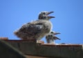 Gull chicks on roof