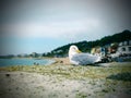 The Gull at the Coast Royalty Free Stock Photo