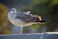 Gull or colloquially seagull portrait Royalty Free Stock Photo