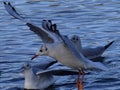 A gull coming in to land on a lake Royalty Free Stock Photo