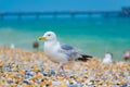 Gull at Deal beach English Channel UK