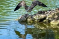 Gull deploying its wings Royalty Free Stock Photo