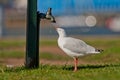 Gull drinking from a dripping tap/faucet Royalty Free Stock Photo