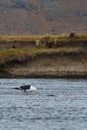 Gull eating seatrout