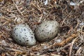 Gull eggs in natural habitat