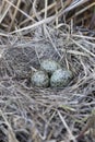 Gull eggs are in the nest, the nest in the reeds. Royalty Free Stock Photo