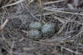 Gull eggs are in the nest, the nest in the reeds. Royalty Free Stock Photo