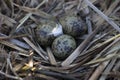 Gull eggs are in the nest, the nest in the reeds. Royalty Free Stock Photo