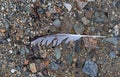 Gull feather on a gravel beach Royalty Free Stock Photo